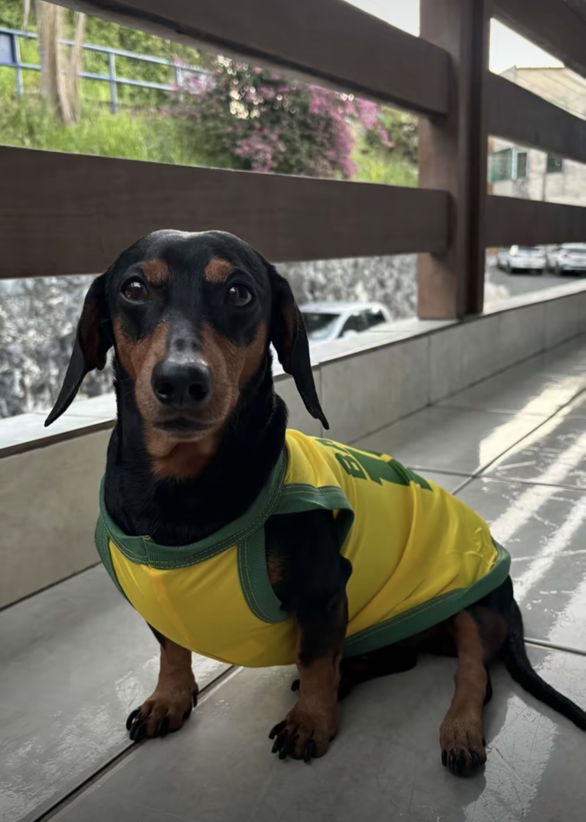 Pet com camisa da Seleção
