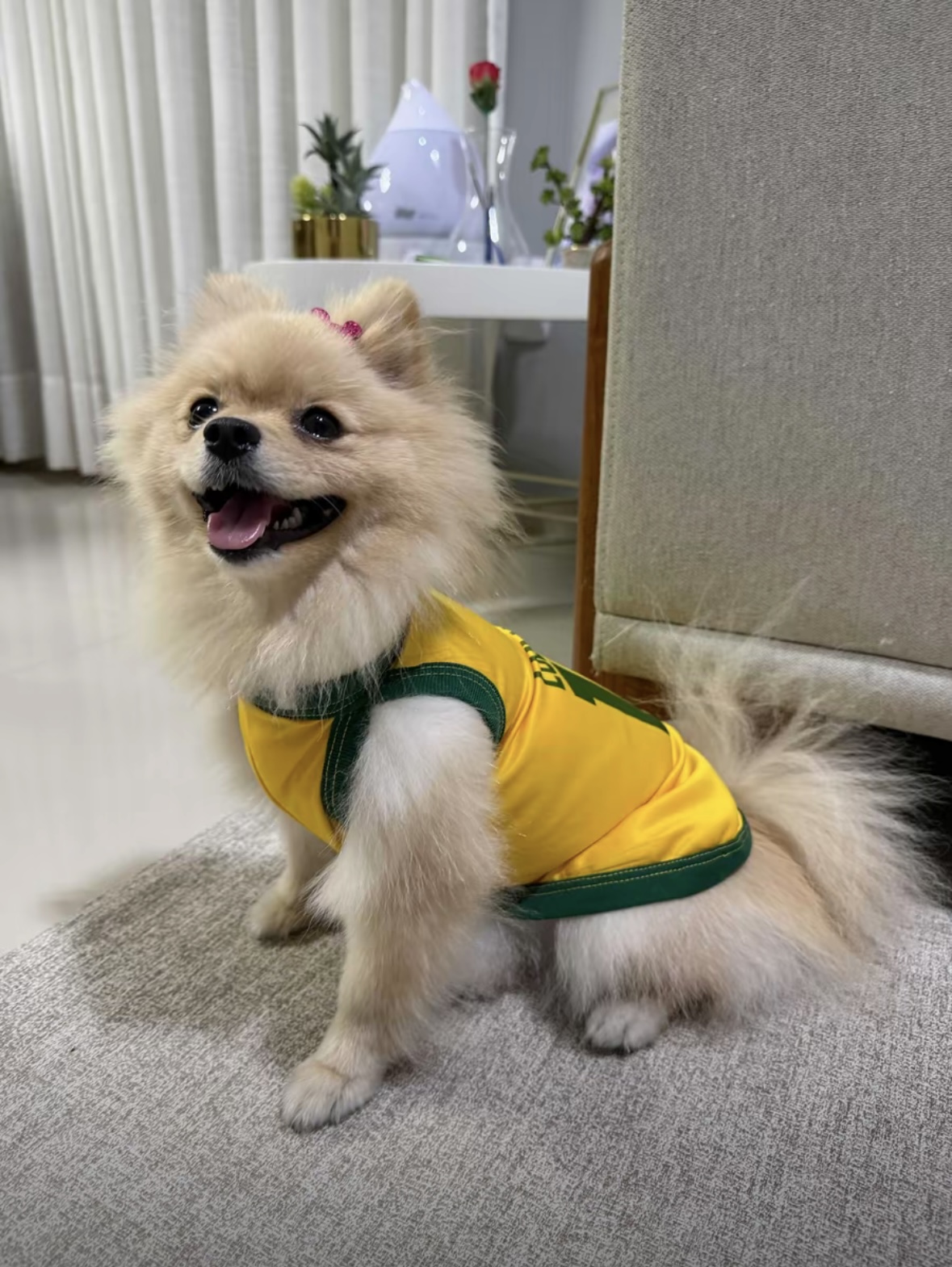 Pet com camisa da Seleção