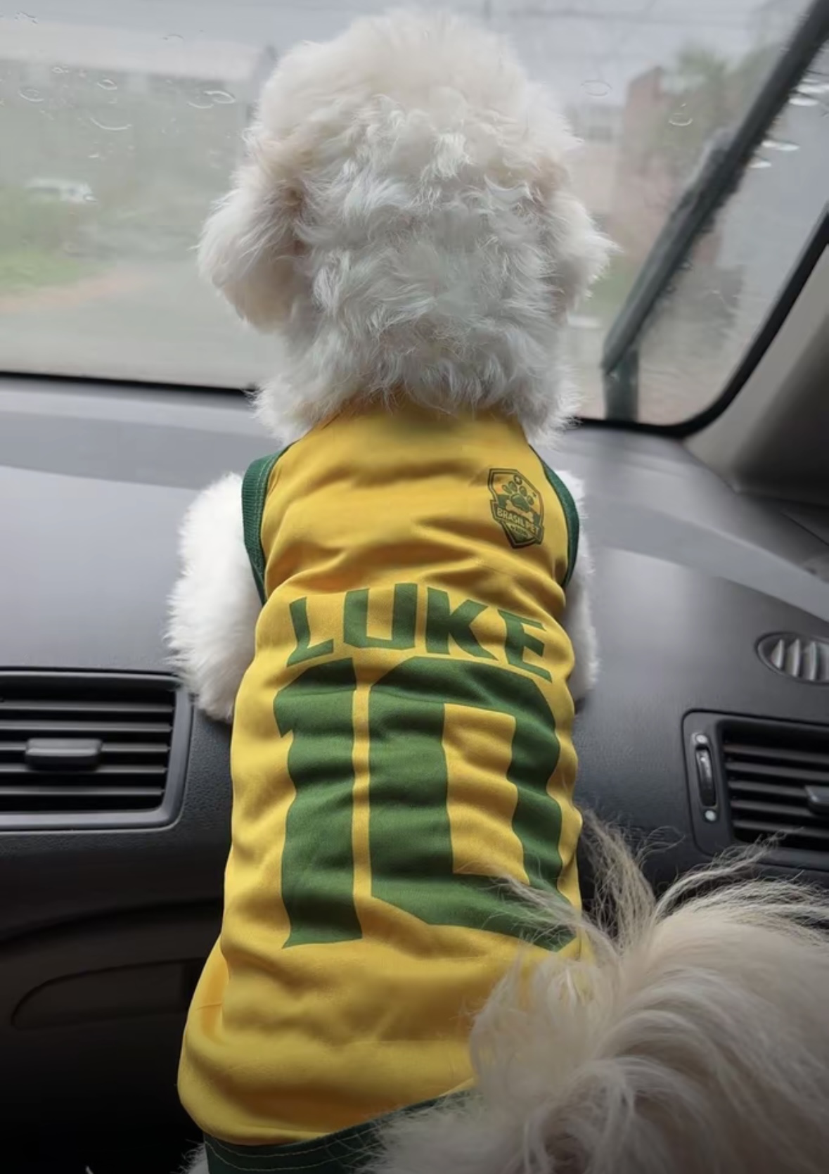 Pet com camisa da Seleção