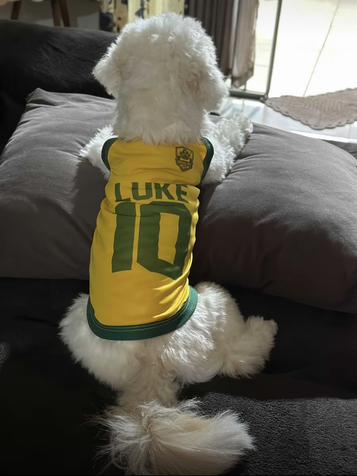 Pet com camisa da Seleção