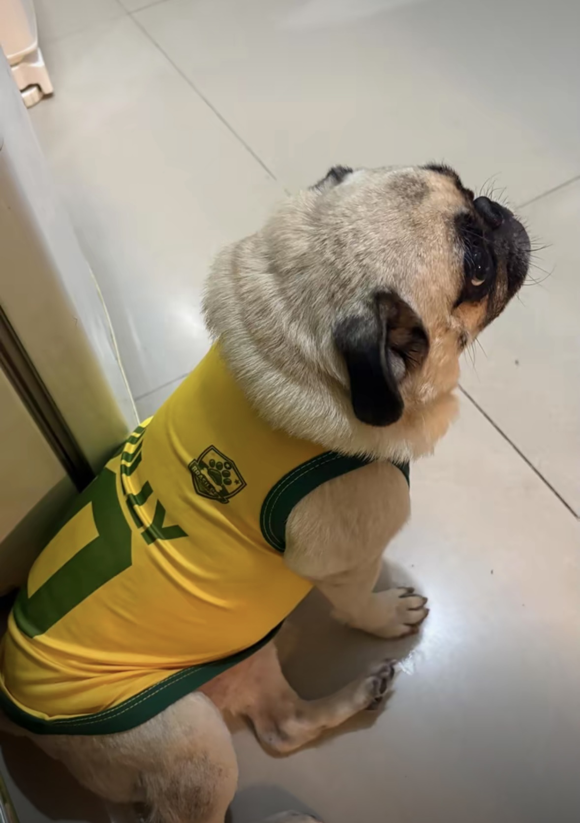 Pet com camisa da Seleção
